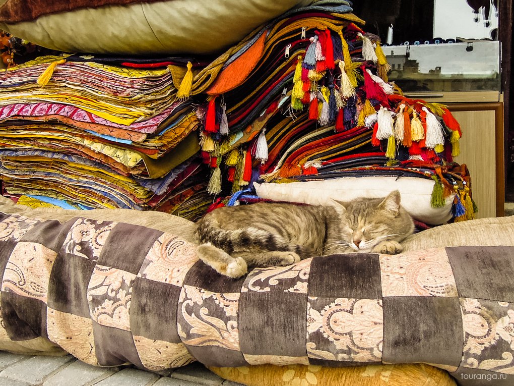 Коты в Турции